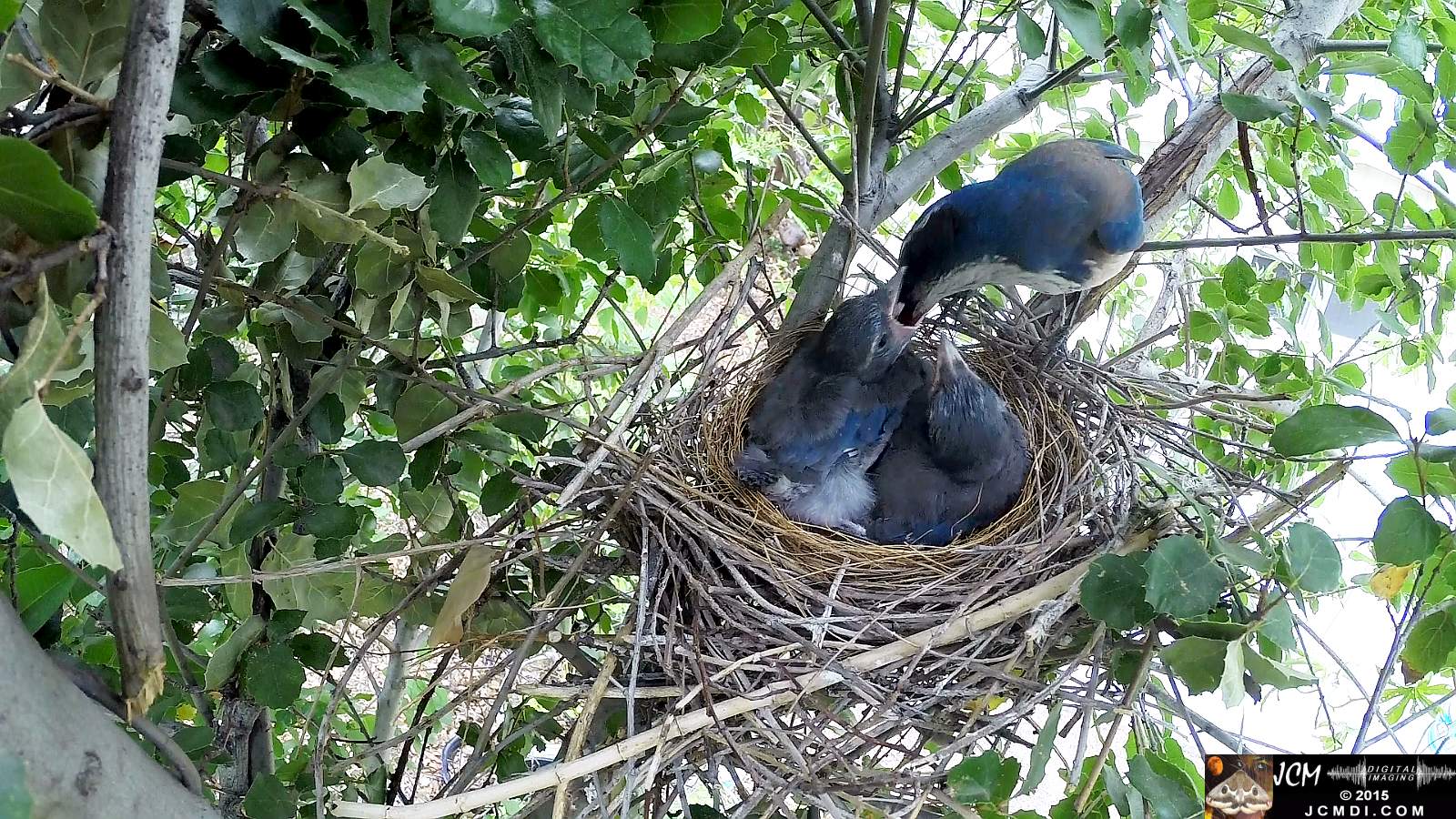 Scrub Jay Documentary chicks resting long wait feeding